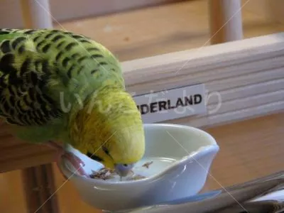 コメントの画像