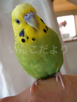 コメントの画像