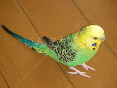 コメントの画像