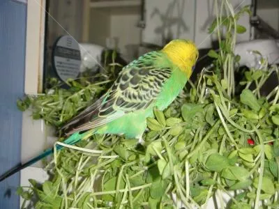 コメントの画像