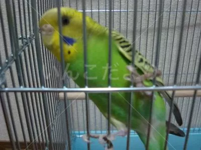 コメントの画像