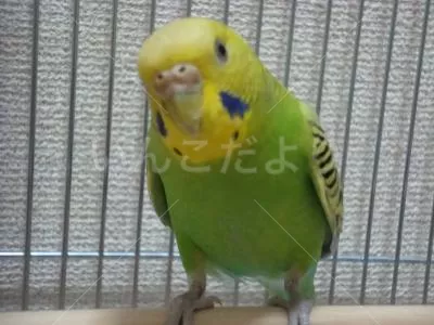 コメントの画像