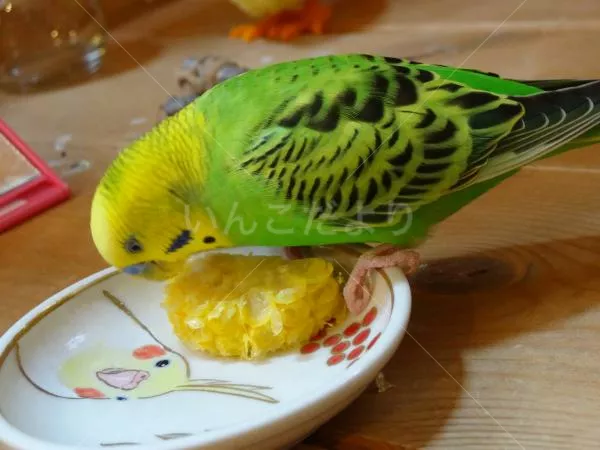 コメントの画像