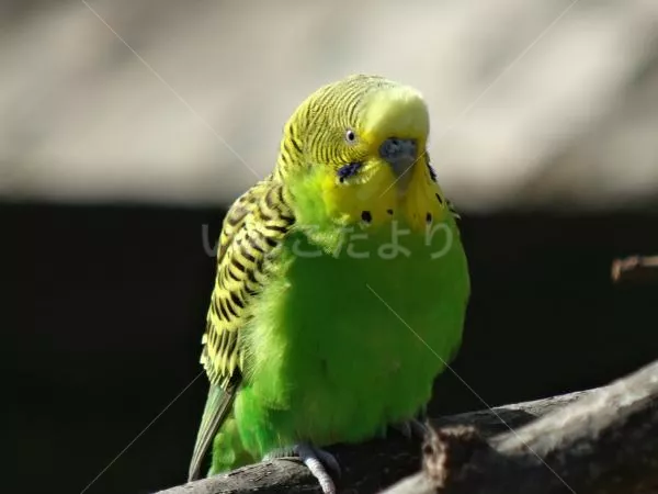 コメントの画像