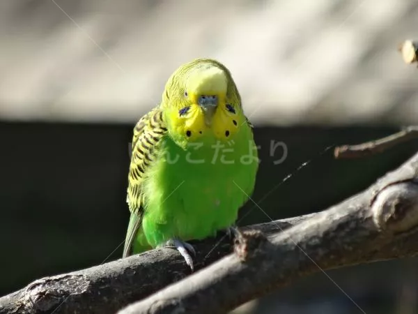 コメントの画像