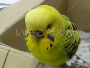 コメントの画像