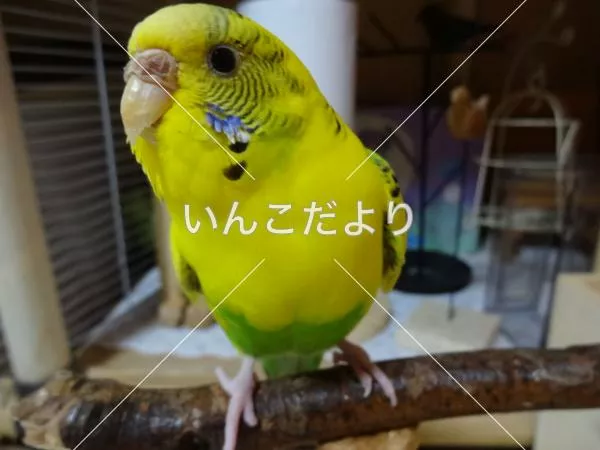 コメントの画像