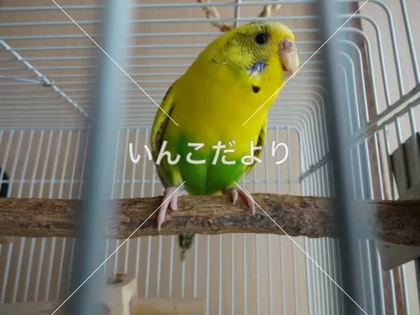 コメントの画像