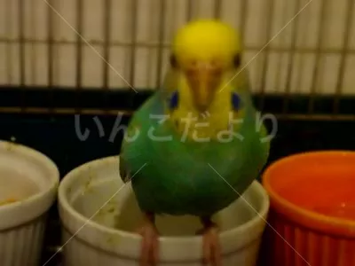 コメントの画像