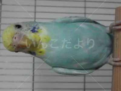 コメントの画像