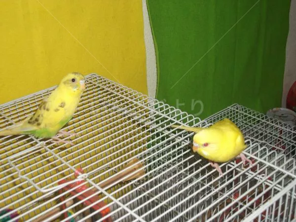 コメントの画像