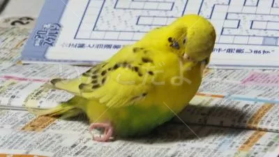 コメントの画像