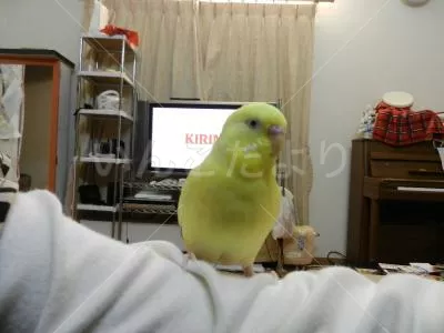 コメントの画像