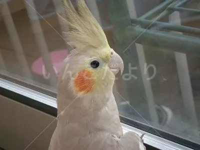 コメントの画像