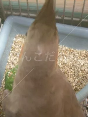 コメントの画像