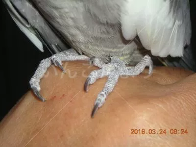 コメントの画像