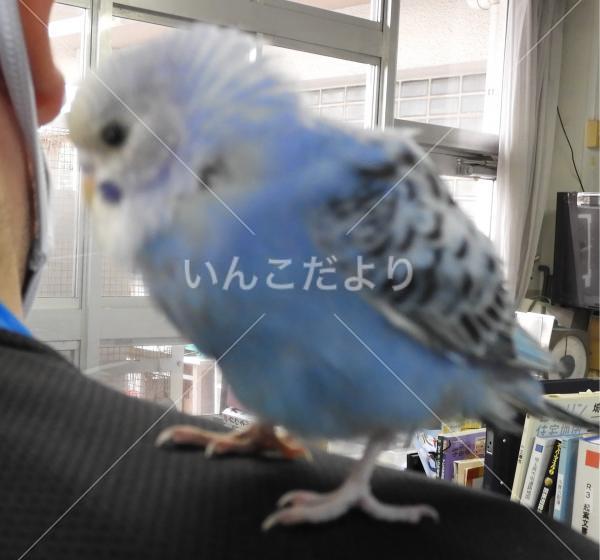 コメントの画像
