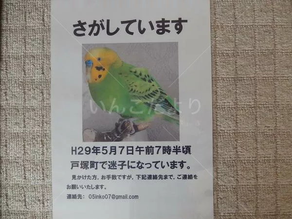 コメントの画像