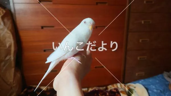 コメントの画像