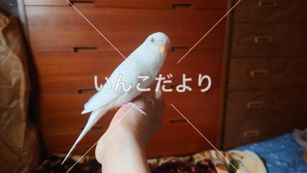 コメントの画像