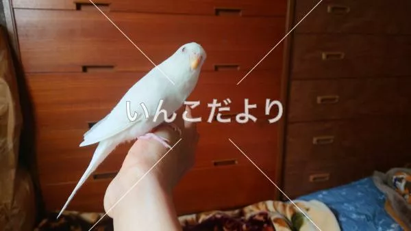 コメントの画像