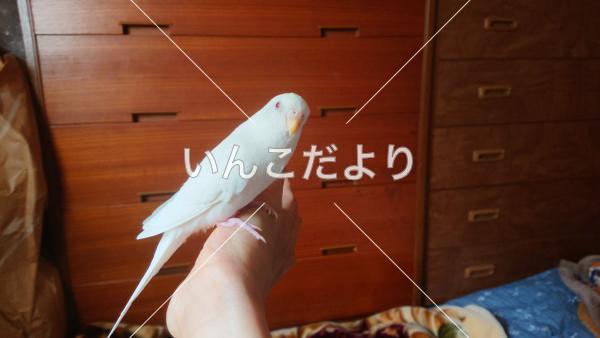 コメントの画像