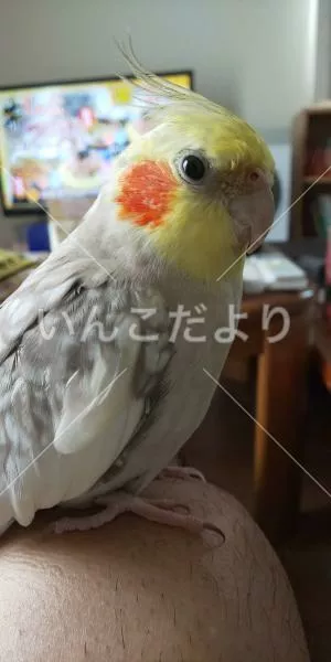 コメントの画像