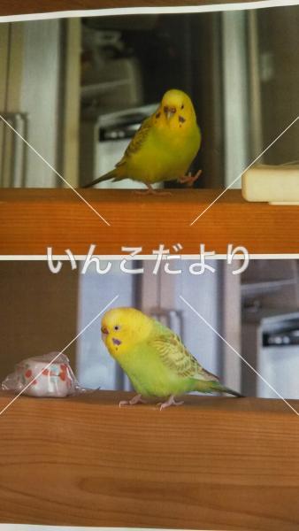 コメントの画像