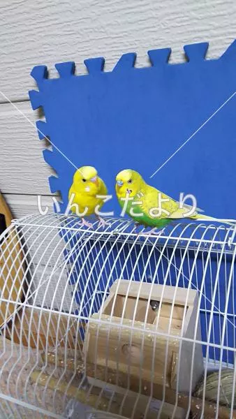 コメントの画像