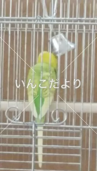 コメントの画像