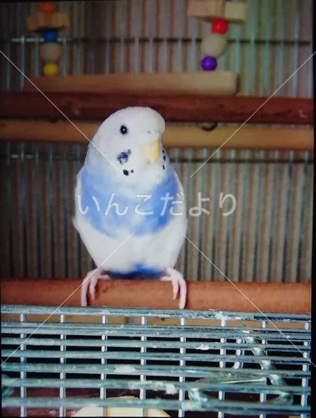 コメントの画像