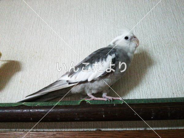 コメントの画像