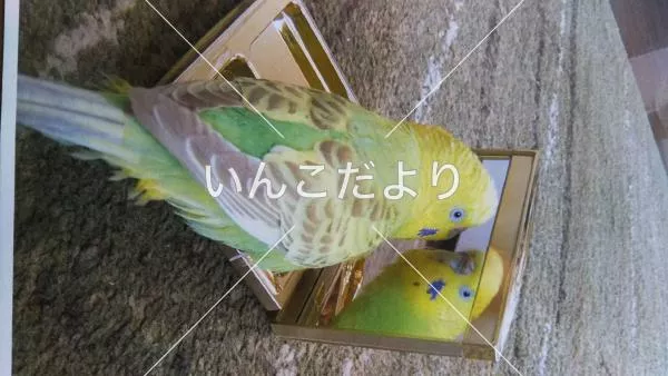 コメントの画像