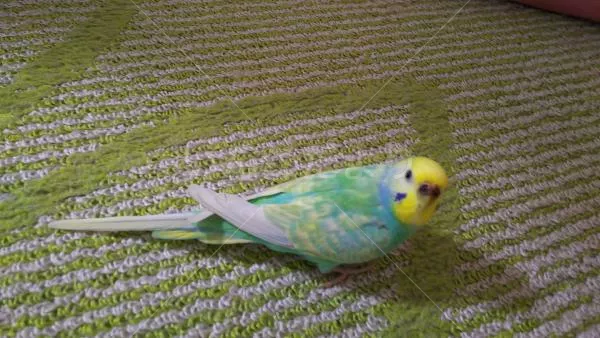 コメントの画像