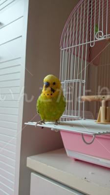 コメントの画像