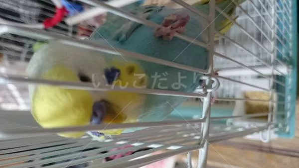 コメントの画像