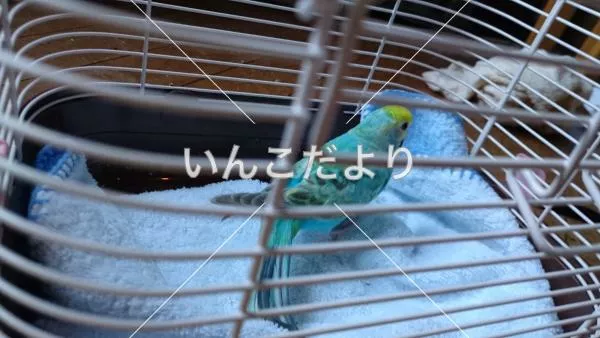 コメントの画像