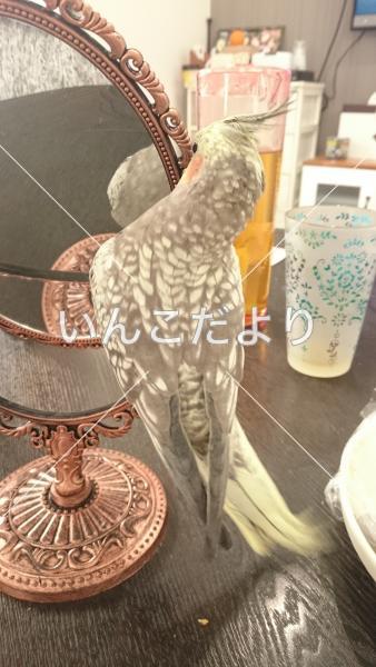 コメントの画像