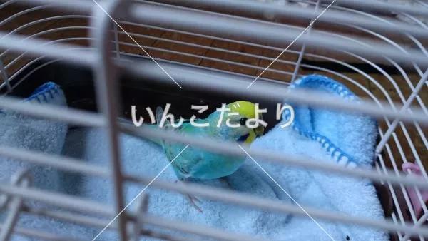 コメントの画像