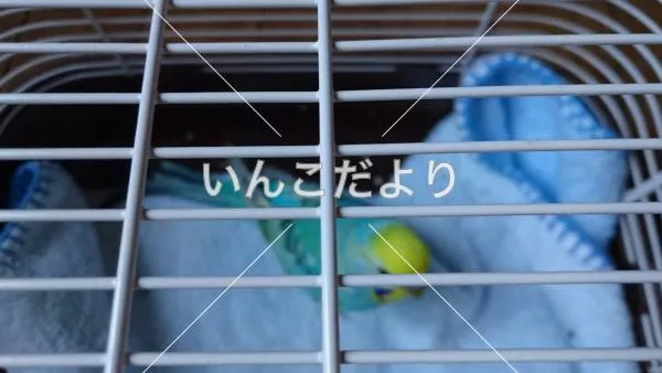 コメントの画像