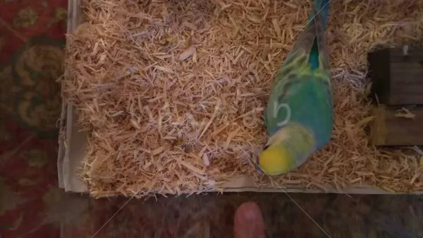 コメントの画像