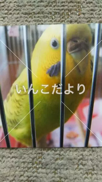 コメントの画像