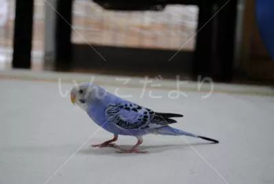 コメントの画像