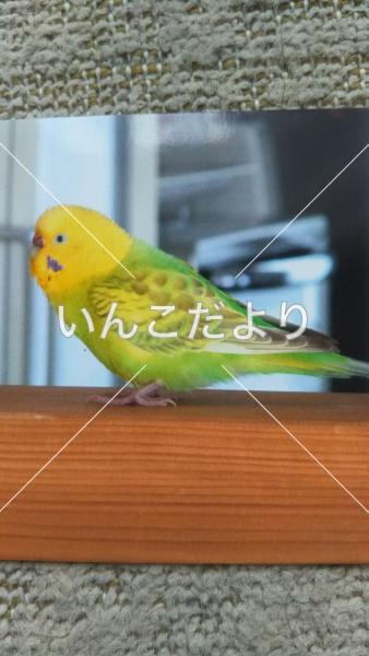 コメントの画像