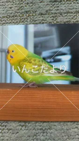 コメントの画像