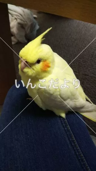 コメントの画像