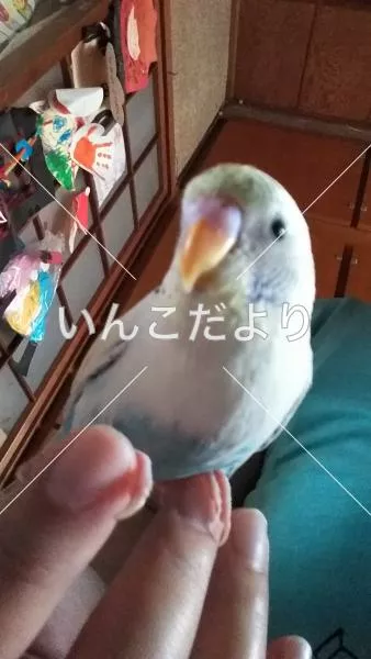 コメントの画像