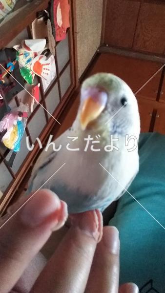 コメントの画像