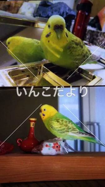 コメントの画像