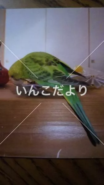 コメントの画像